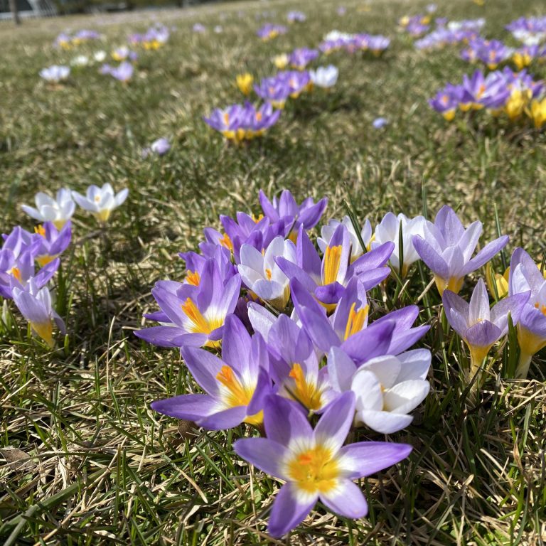 lawn carpeted in purple, white, and yellow crocus