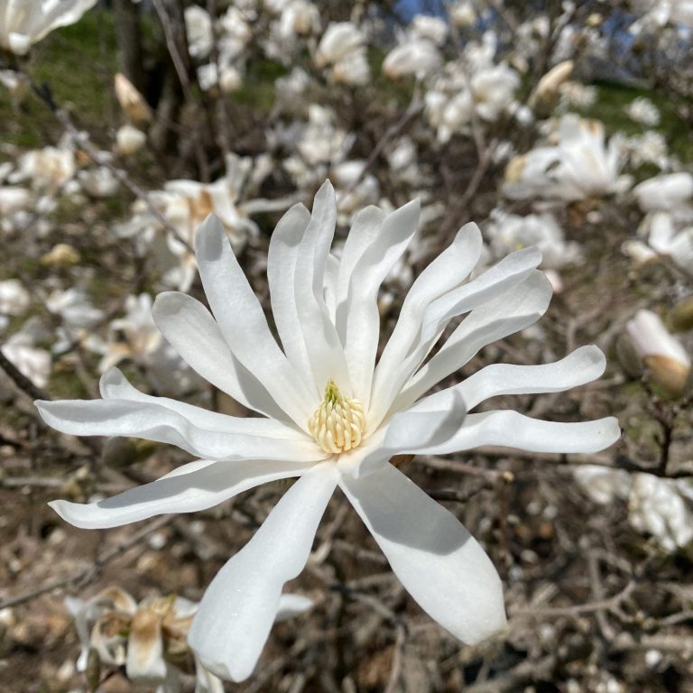 white star magnolias
