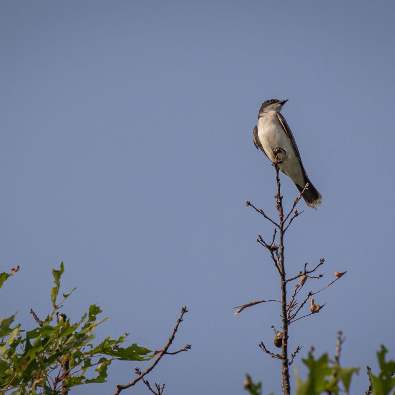 Eastern kingbird sitting on top of tree