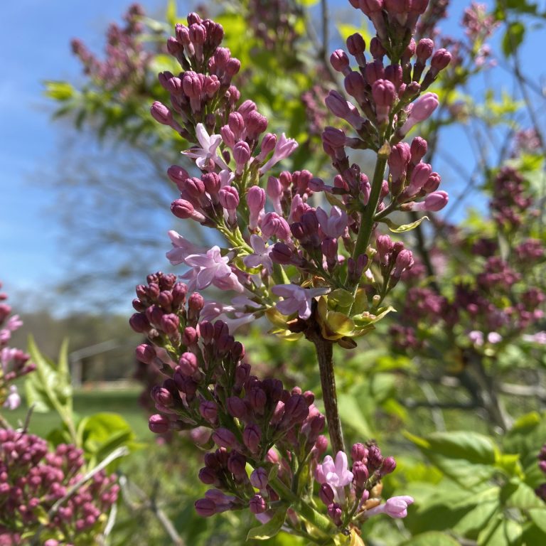 tight purple lilac buds with a couple light purple florets starting to pop