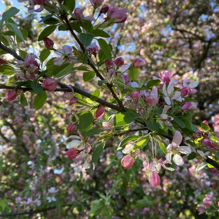 Crabapple trees beginning to bloom