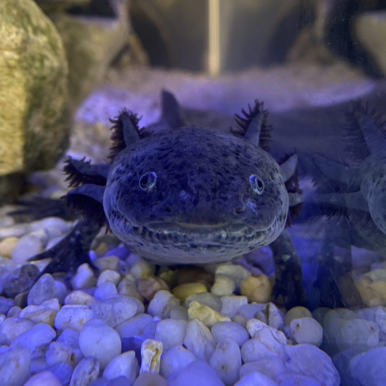 dark axolotl starring blankly into our soul