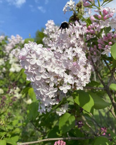 Lilac - Syringa x hyacinthiflora 'Turgot' Light purple, almost white lilacs in full bloom
