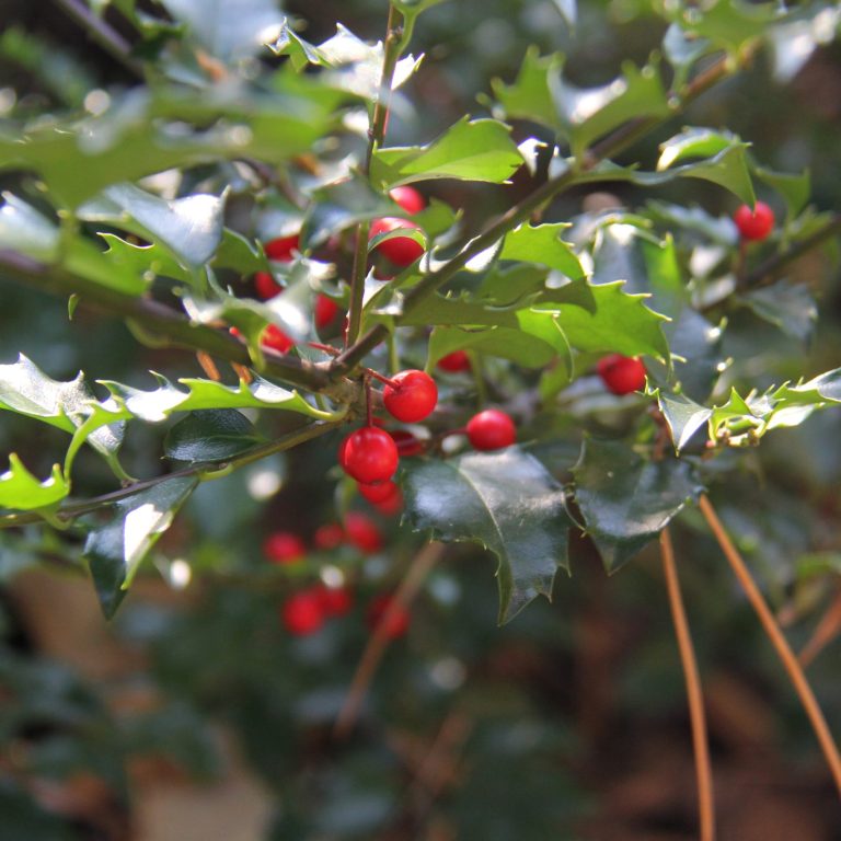 hybrid holly plant with glossy green leaves and deep red berries