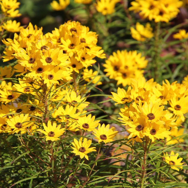 bright golden yellow flowers that look like daisies