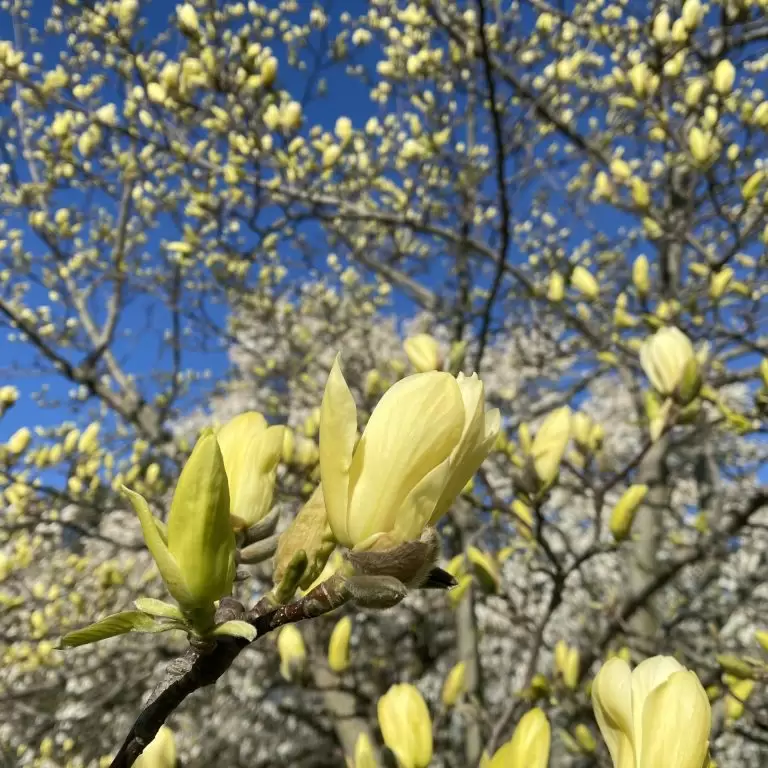 creamy yellow magnolias beginning to bloom
