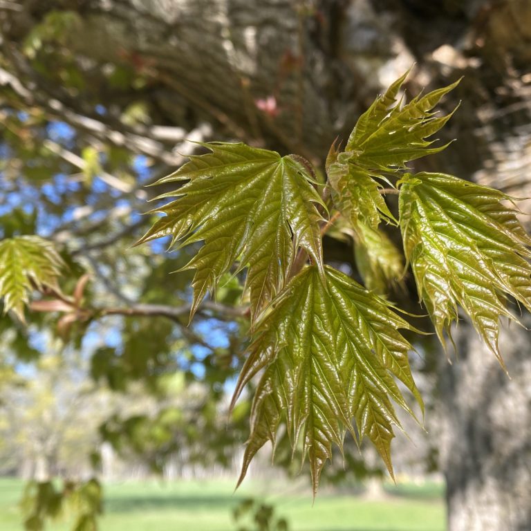 small globe norway maple leaves beginning to grow in early spring