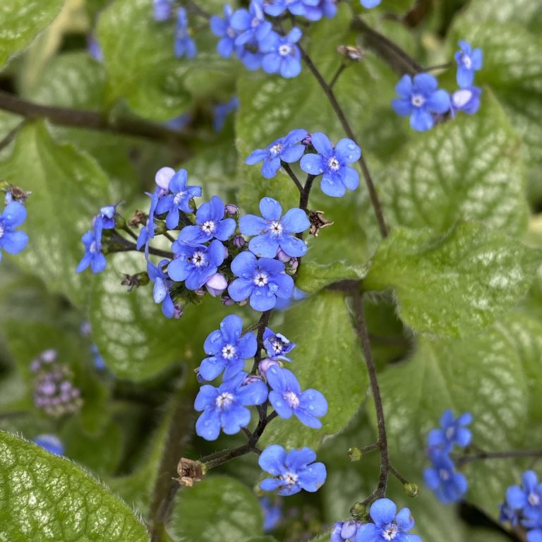 small blue-purple flowers