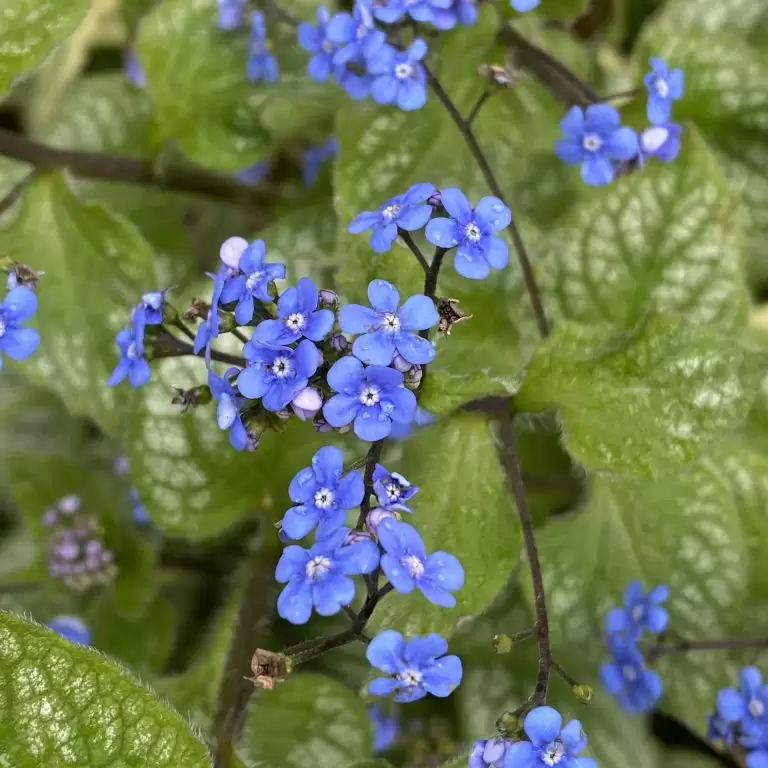 small blue-purple flowers