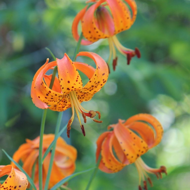 Orange lily flowers with petals that curve backward - almost to the base of the flower.
