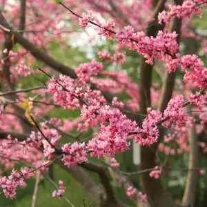 Eastern redbud 'Tennessee Pink' bright pink redbud blooms
