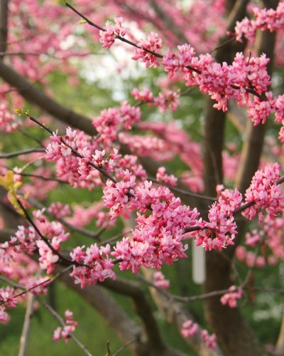 Eastern redbud 'Tennessee Pink' bright pink redbud blooms