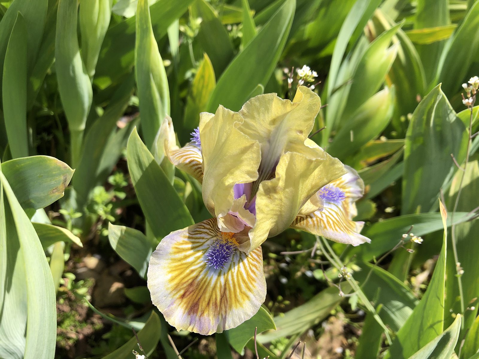 Iris 'Pokemon'