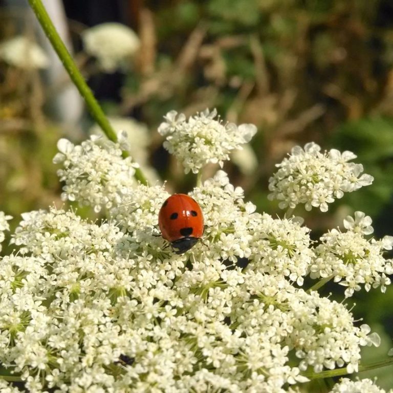 Ladybug on yarrow flowers