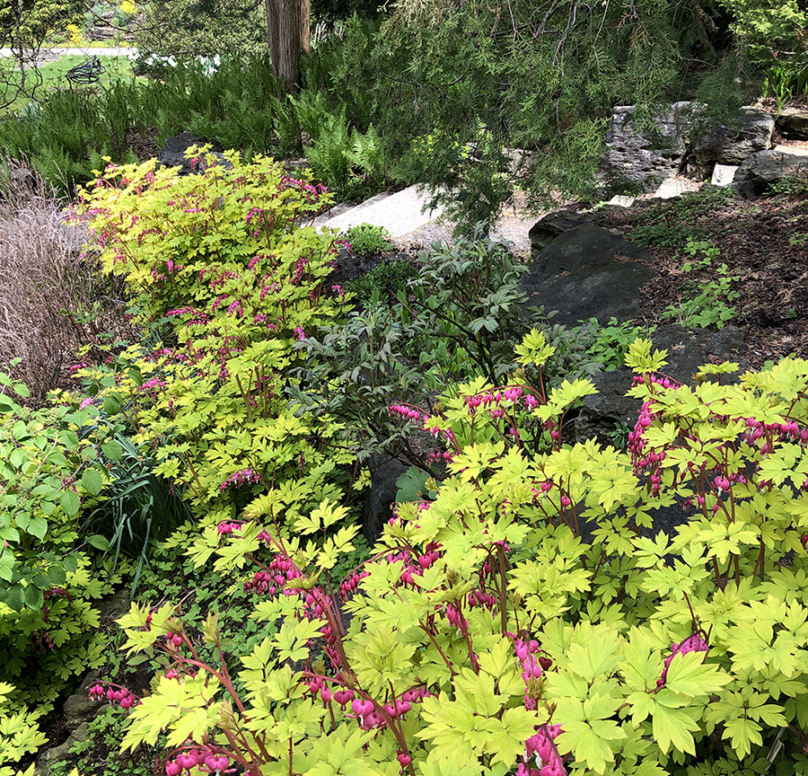 Lamprocapnos spectabilis 'Gold Heart'