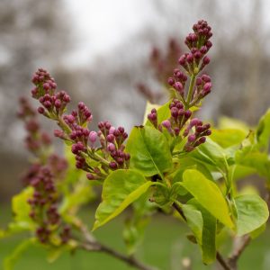 'Turgot' lilac in bud form