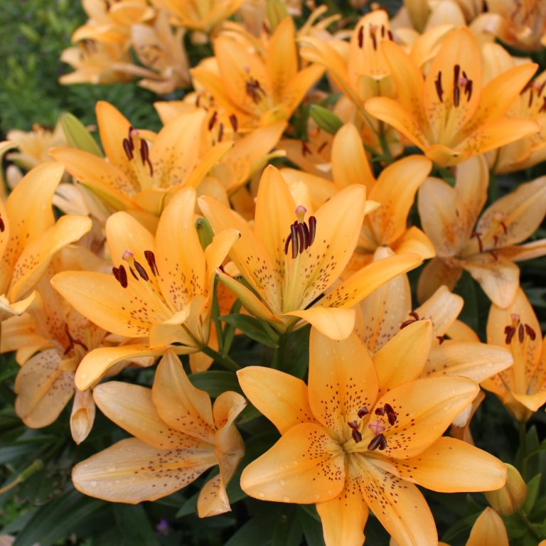 soft orange lilies