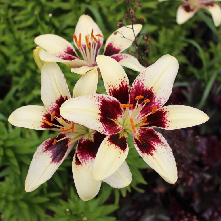 white lilies with dark red