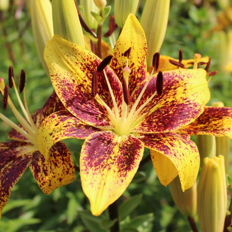 primarily yellow lily with dark red features