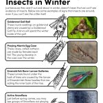 Looking-for-insects-in-winter Looking for insects in winter activity sheet