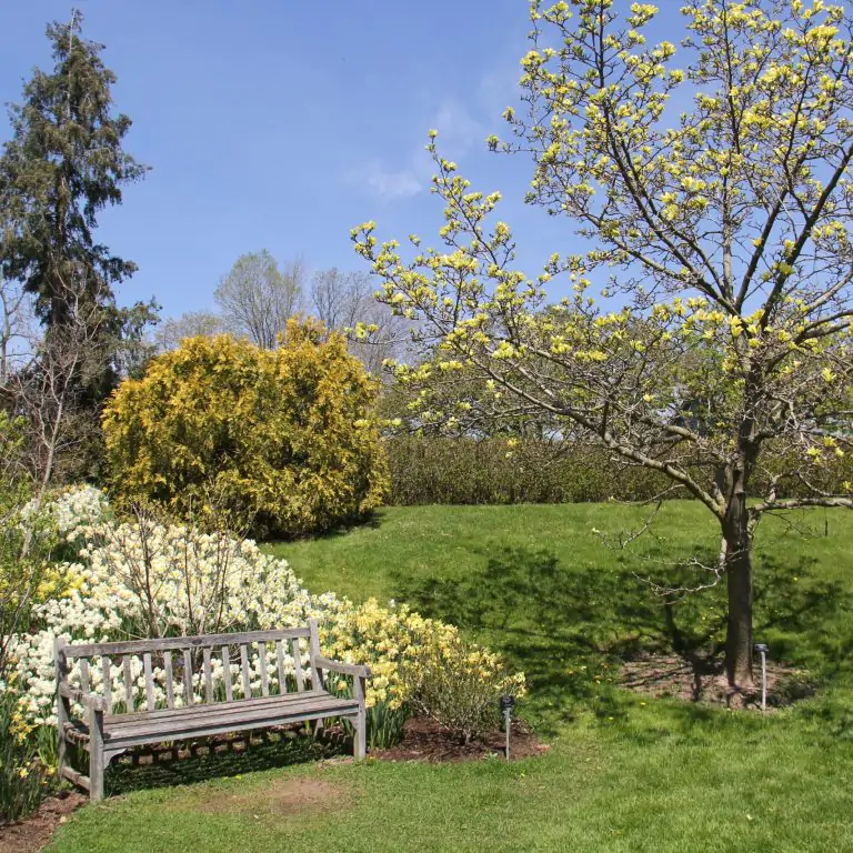 wooden bench below a magnolia tree with soft yellow blooms