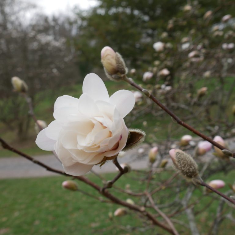 White magnolia flower starting to bloom. Many other closed buds surround the flower on the branch