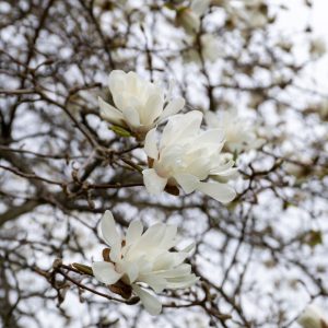star magnolias a peak bloom