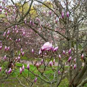 some saucer magnolia buds starting to open, while the majority of buds are still not yet ready