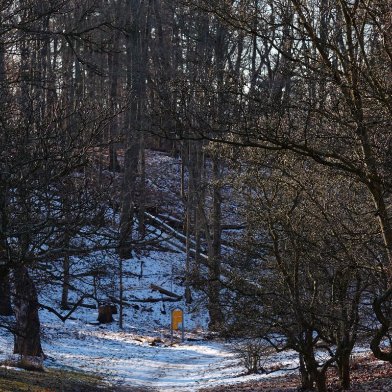 Gravel trail leading down to Hickory Valley through the Magnolia Collection. Only buds are on the trees and there is snow on the ground in the background.