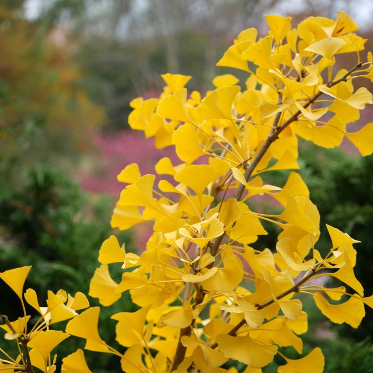 yellow ginkgo leaves