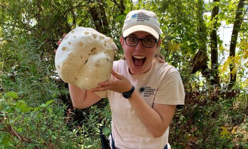 Mallory-PuffballMushroom Forest and Grassland Restoration Ecologist Mallory holding puffball mushroom