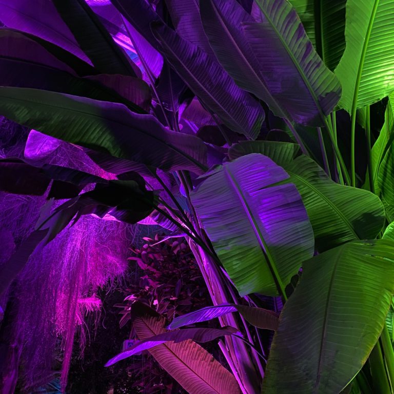 Tall Birds of Paradise plant lit up with purple and green up lighting
