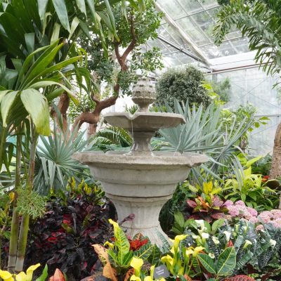 MedGarden_20241105_001 A lush greenhouse interior with a variety of tropical plants surrounding a tiered stone fountain.