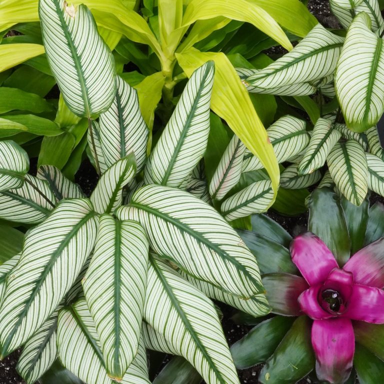 Close-up of vibrant tropical foliage showcasing a variety of leaf shapes and colors. Striking green and white striped canna leaves stand out alongside bright lime green leaves, while vivid pink and green bromeliad flowers add a splash of color