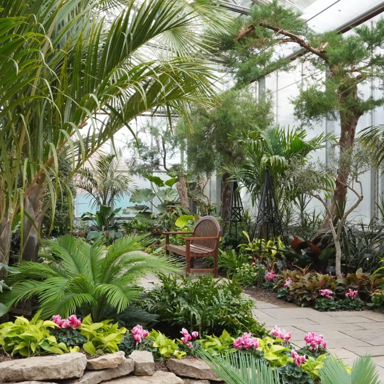 A lush indoor Mediterranean garden with a variety of tropical and subtropical plants, including tall palms, ferns, and vibrant flowering plants. A wooden bench sits in the middle of a stone path, inviting visitors to rest and enjoy the green, tranquil atmosphere. The glass walls and ceiling let in natural light, illuminating the rich foliage and colorful flowers throughout the garden.