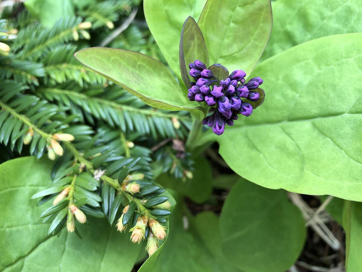Mertensia virginica