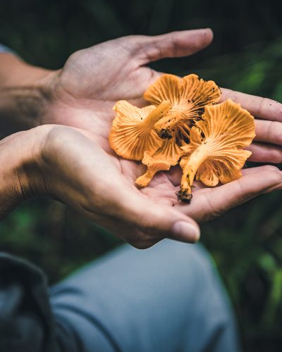 MicrosoftTeams-image Hands holding freshly harvested Chanterelle mushrooms