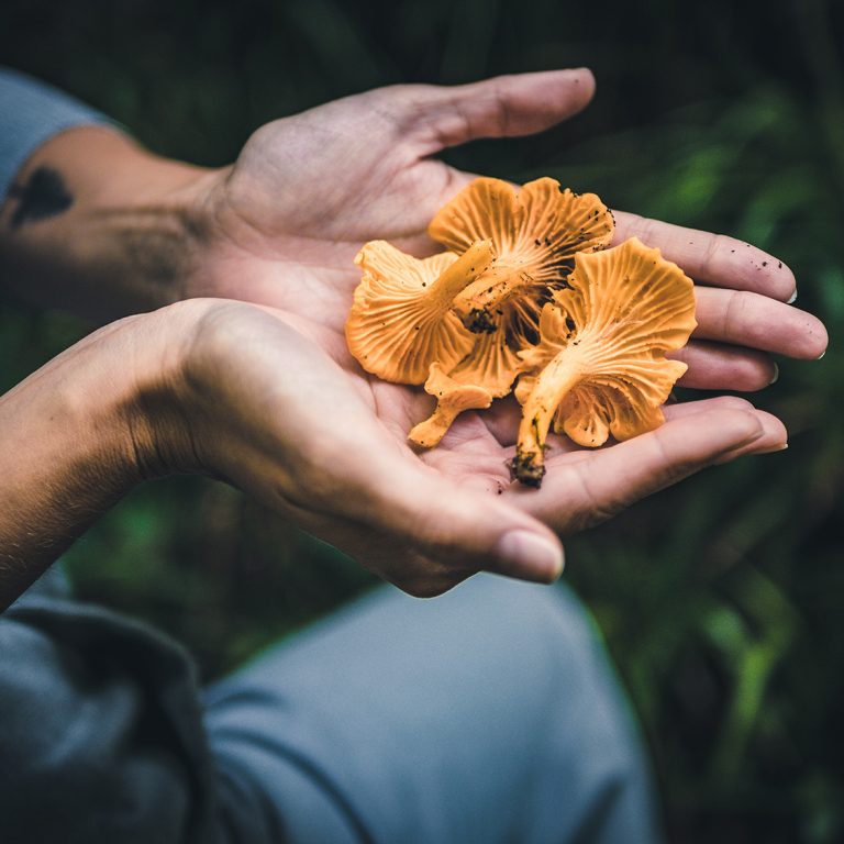 Hands holding freshly harvested Chanterelle mushrooms