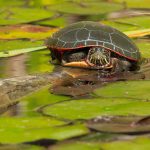 Midland Painted Turtle Midland painted turtle sitting on a log amongst lily pads. This smaller turtle shell has a yellow belly, and red rim around the outside of the shell.