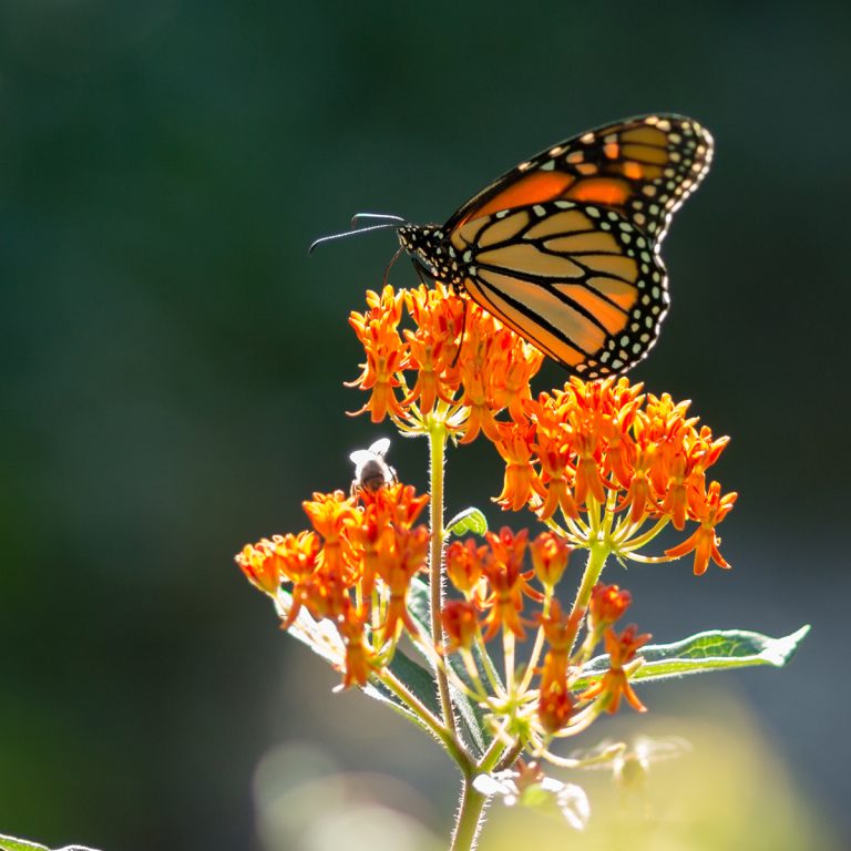 Monarch Butterfly on Butterfly Weed (Asclepias tuberosa)