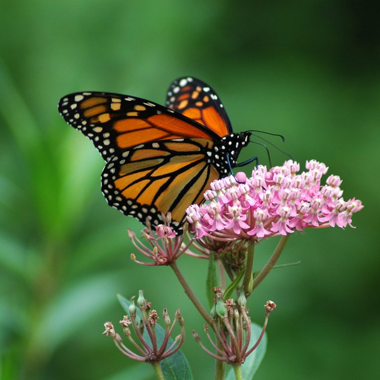 Monarch Butterfly on Swamp Milkweed (Asclepias incarnata)
