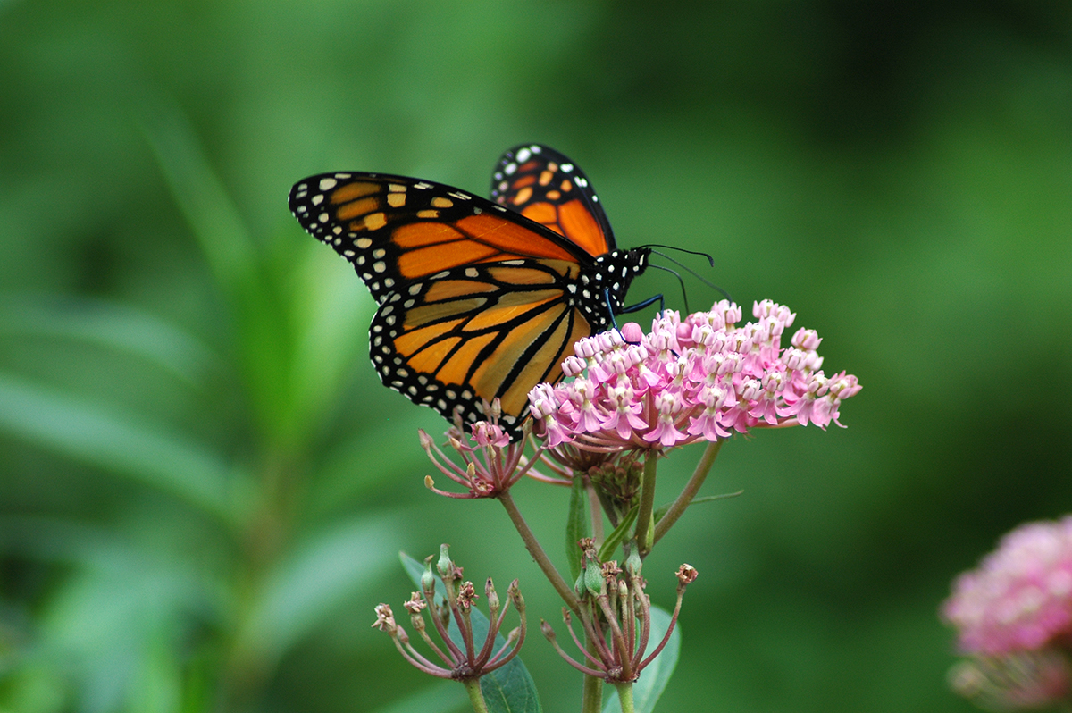 Field Day: Monarch butterflies and wetlands - June 14