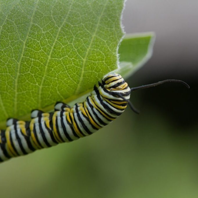 Monarch-Caterpillar-on-Milkweed