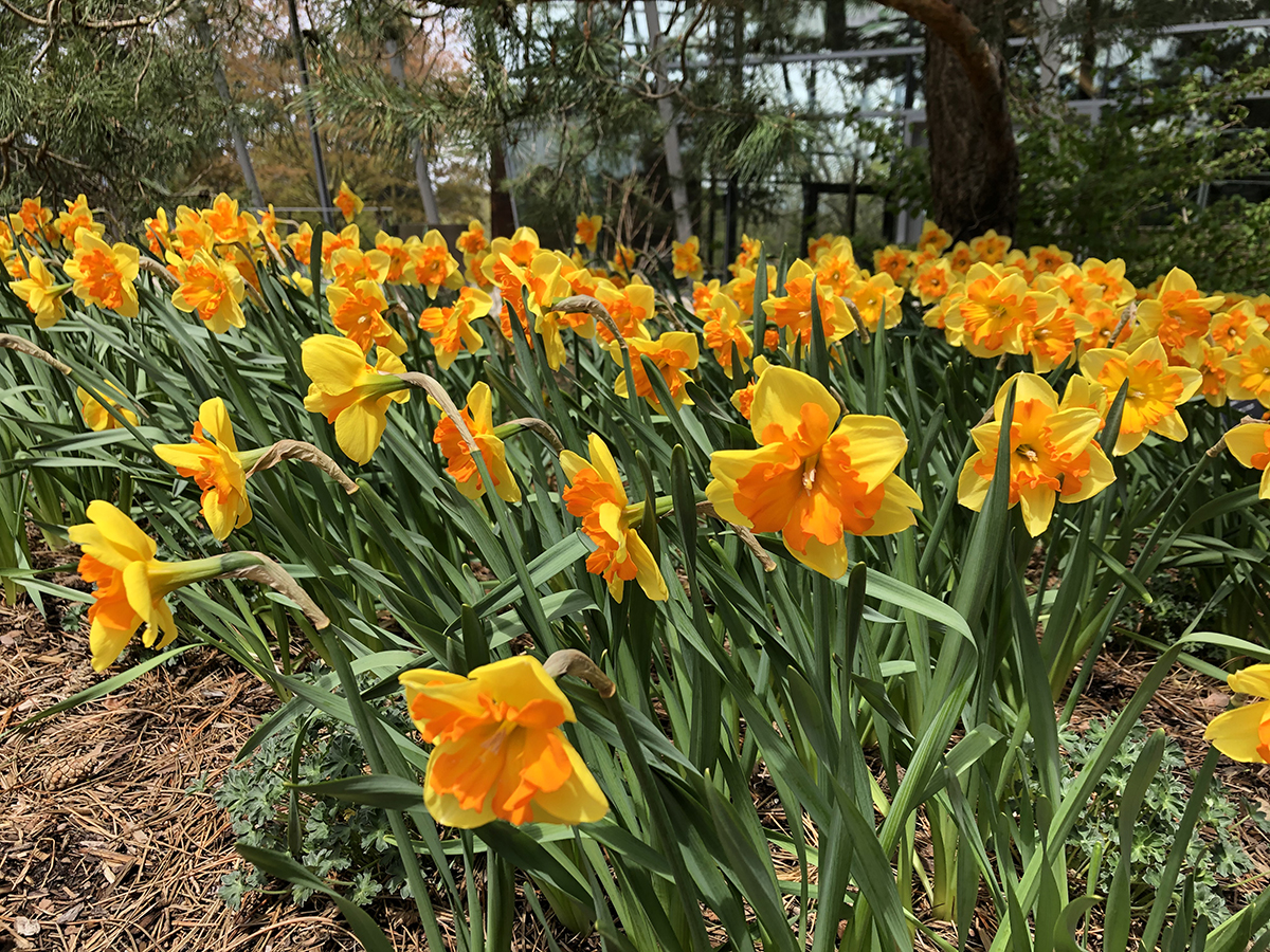 Narcissus 'Congress'