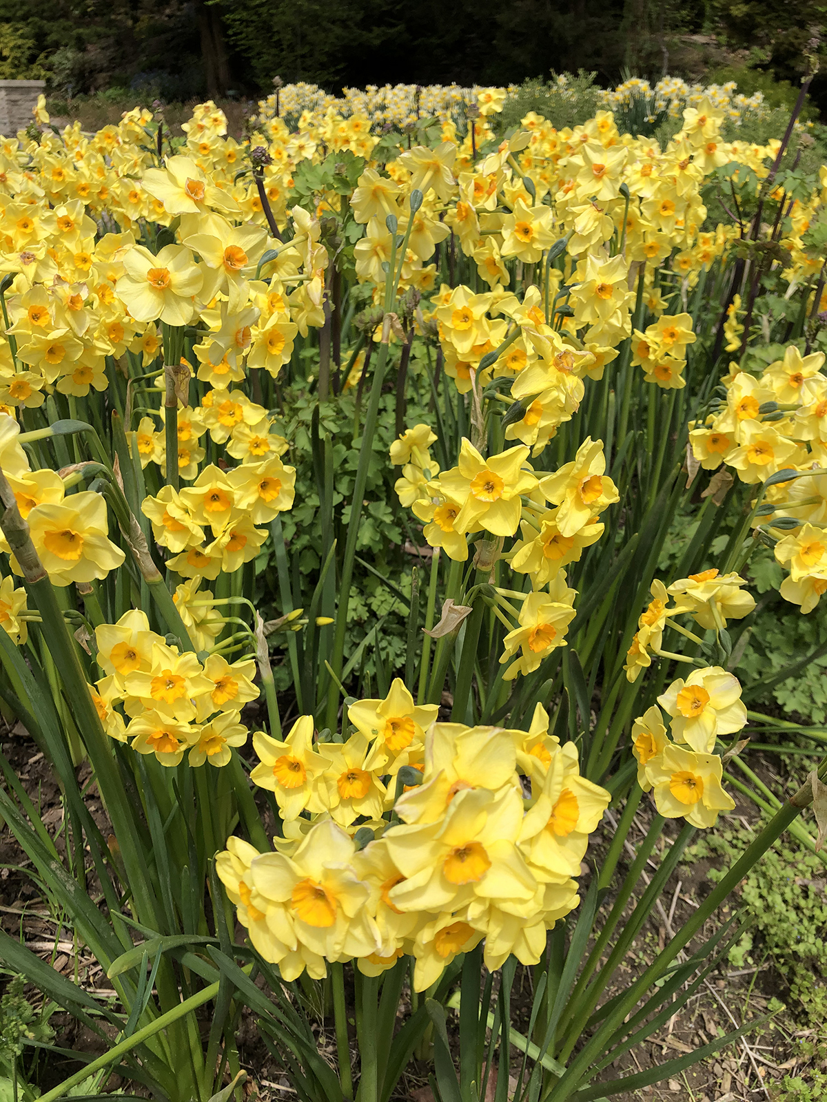 Narcissus 'Falconet'