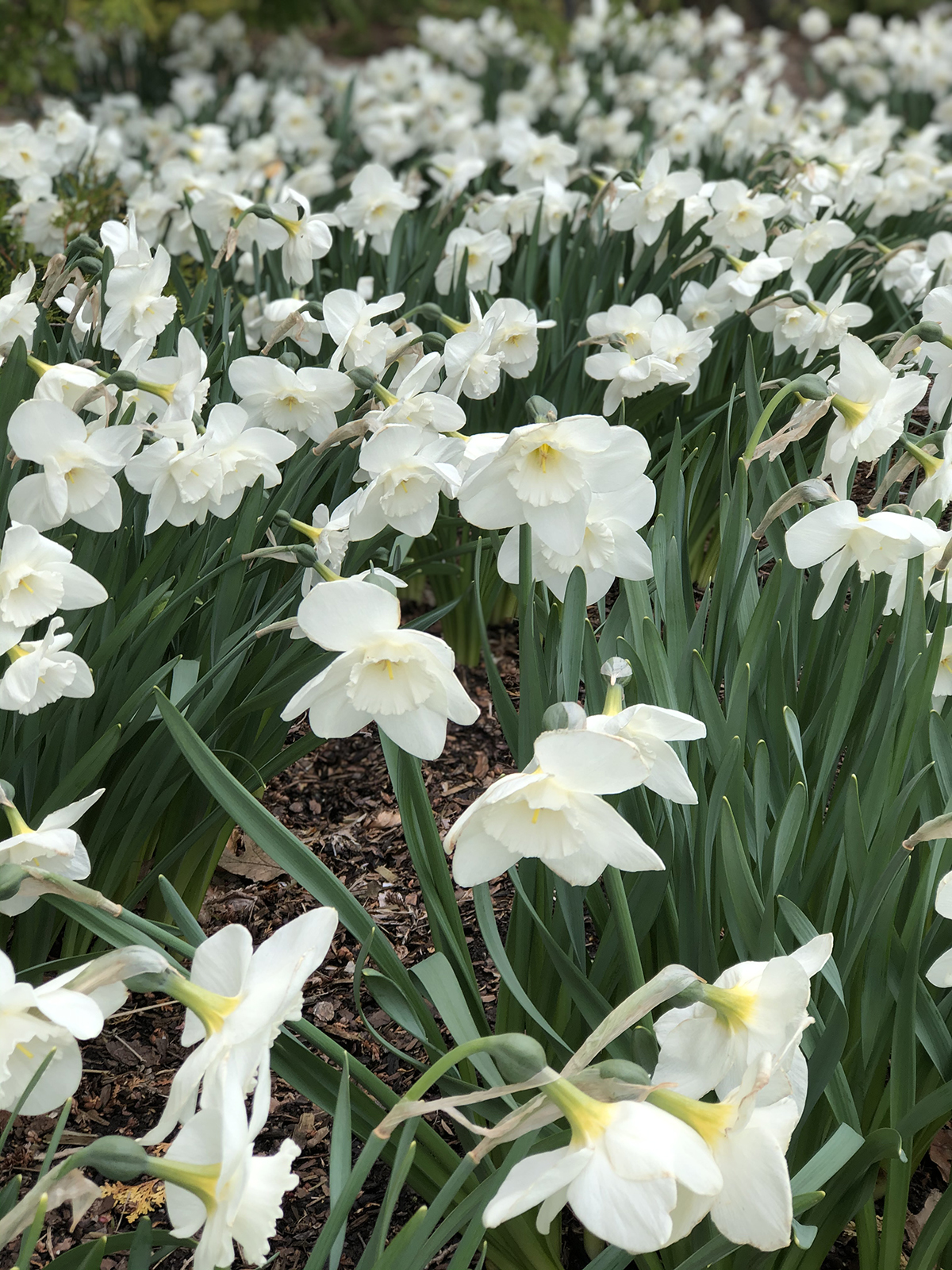 Narcissus 'Frosty Snow'