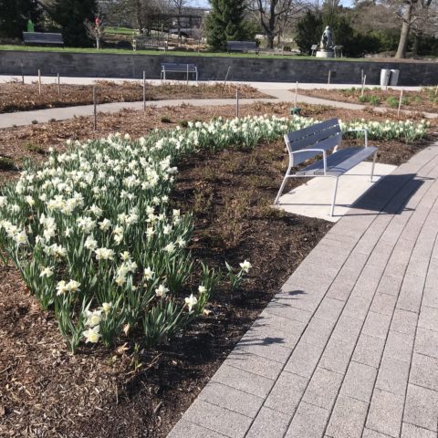 Narcissus 'Mount Hood'