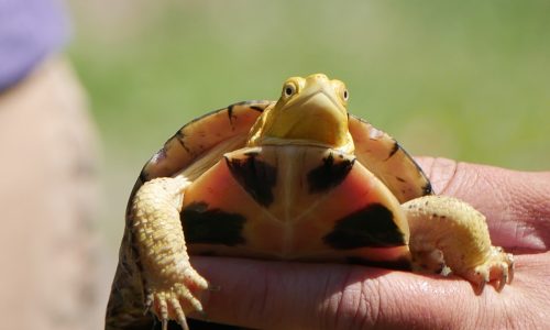 Niigaani blandings turtle 2 A small blandings turtle held by a staff member, identifiable by the yellow throat and legs