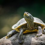 Northern Map Turtle Northern map turtle on a rock, looking up