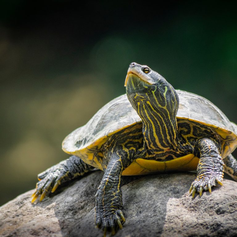 Northern map turtle on a rock, looking up